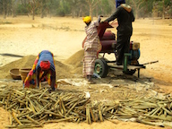 Large quantity of millet ready for machine